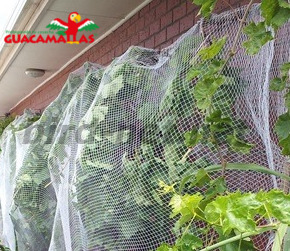 bird net providing protection to trees