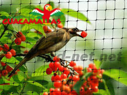 cherry tree protected against bird attack by bird control net