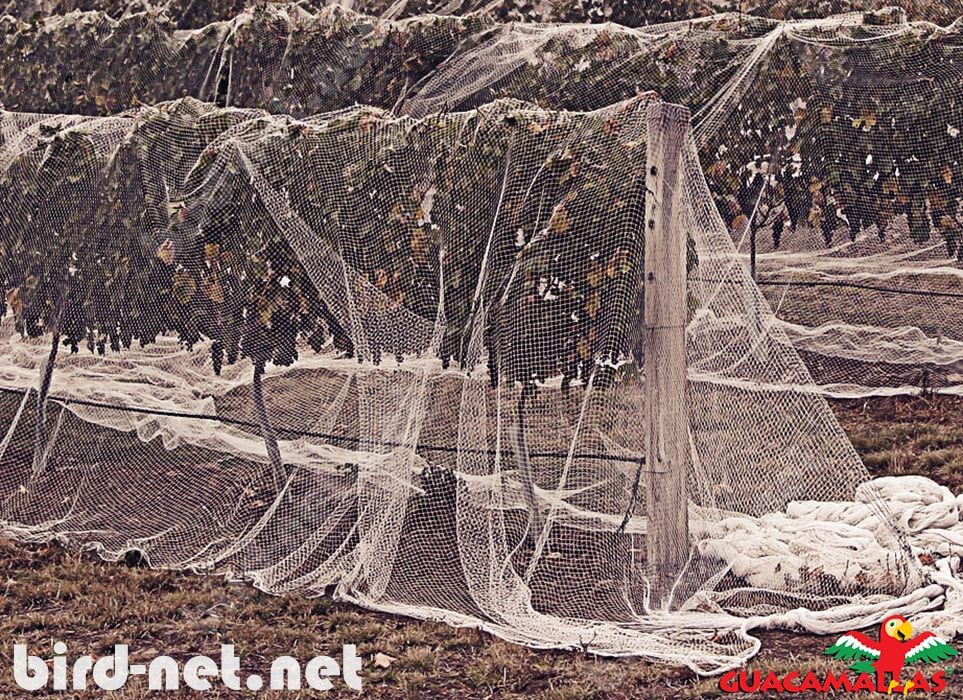 GUACAMALLAS bird control net is easily applied directly over the trees