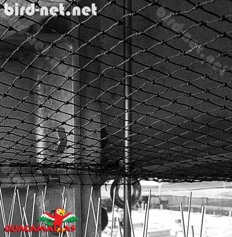 Netting results the best method to prevent bird damages