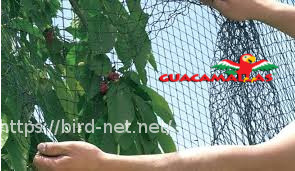 Installation of bird net for protect trees
